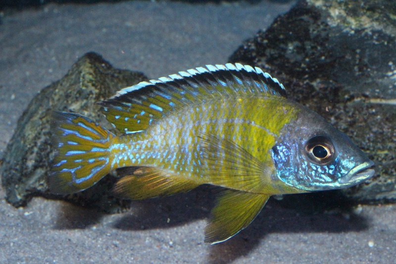 Aulonocara sp. 'jalo' Jalo Reef
